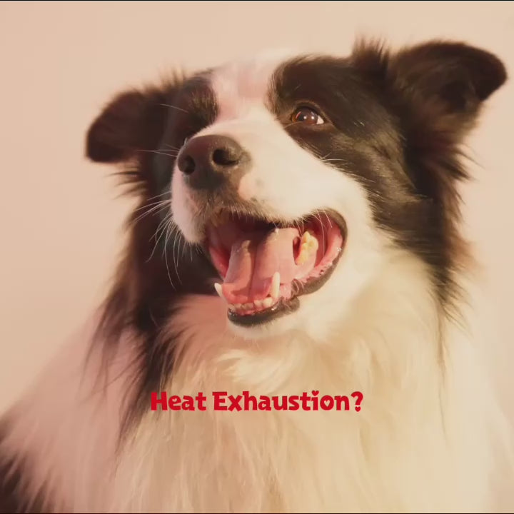 Orthopedic Self- Dog Cooling Mat- DogBeta®️